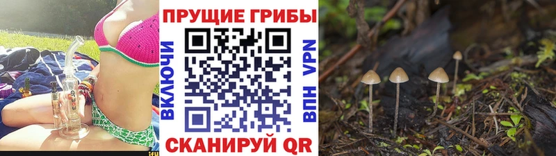закладка  Моздок  Псилоцибиновые грибы прущие грибы 